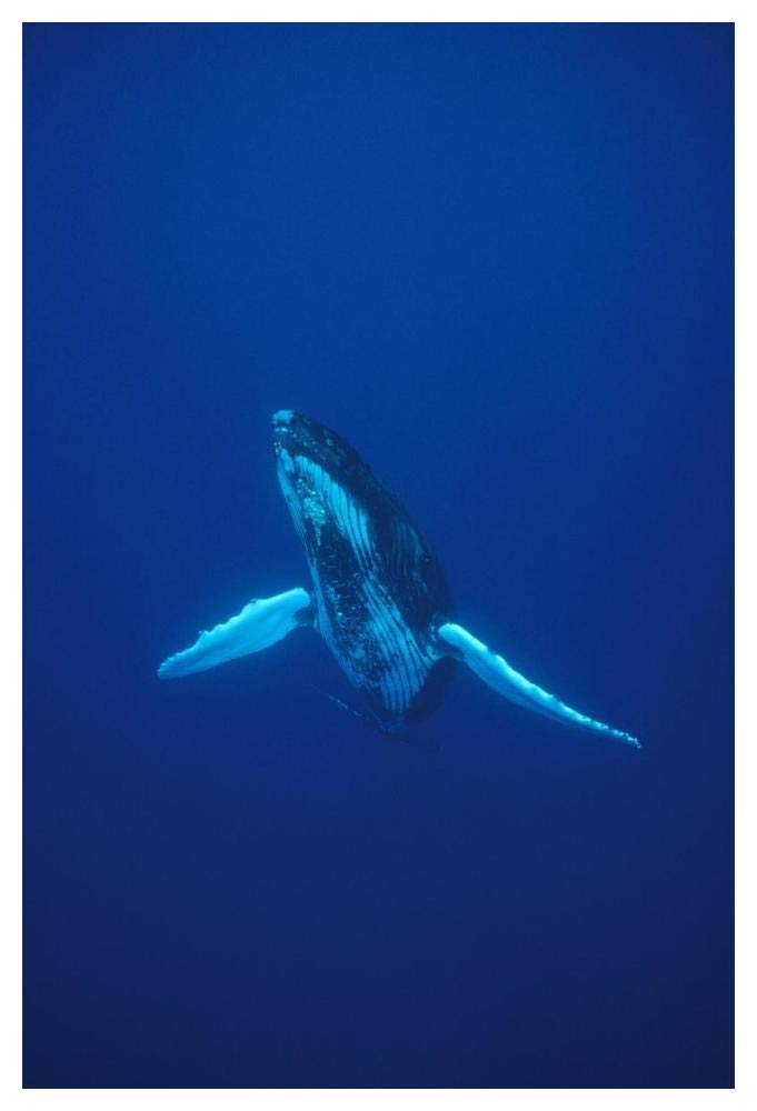 Humpback Whale underwater portrait, Kona coast, Hawaii-Paper Art-34x50”