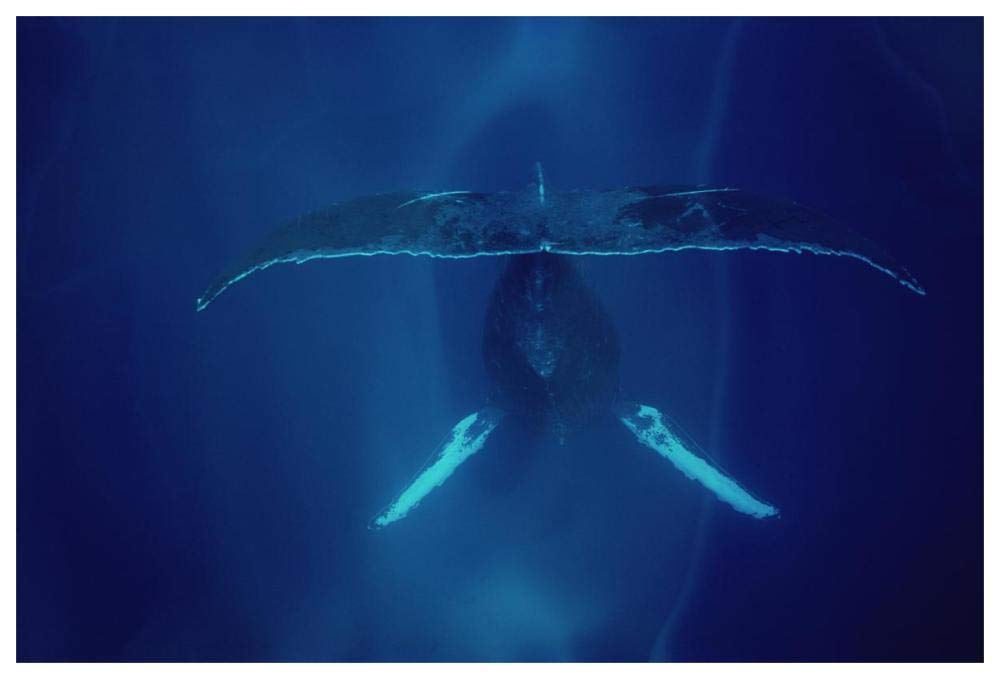 Humpback Whale singing, Maui-Paper Art-62x42”