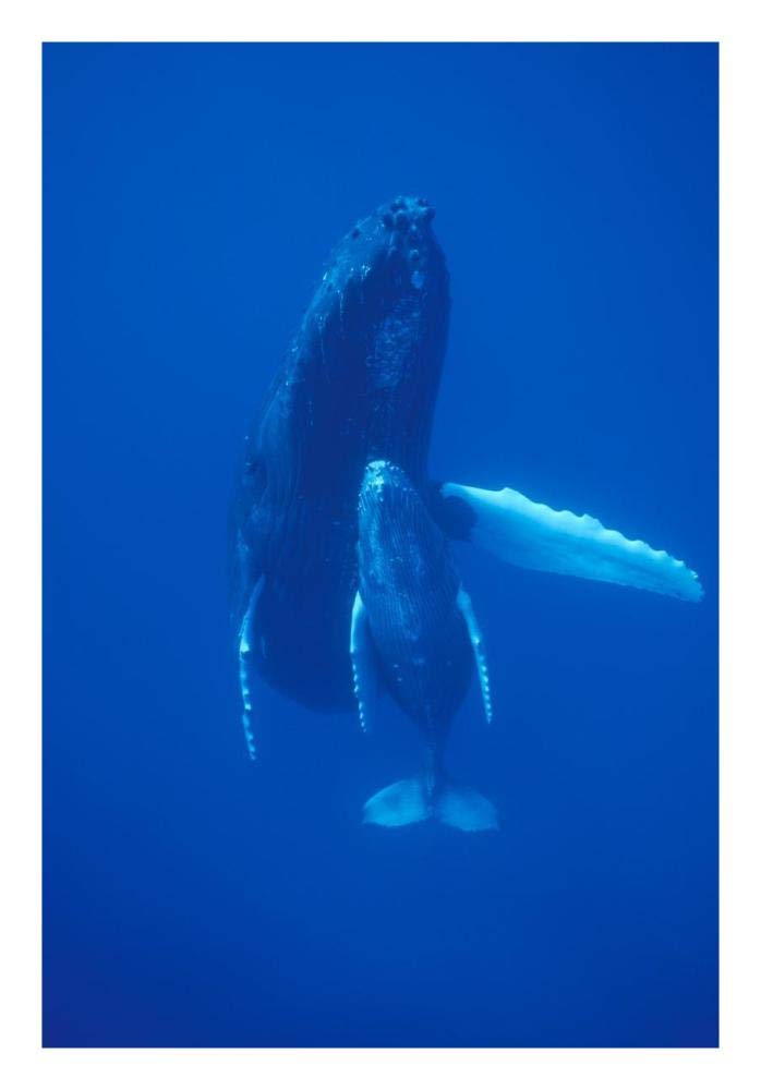 Humpback Whale cow and calf resting, Maui, Hawaii-Paper Art-18x26”