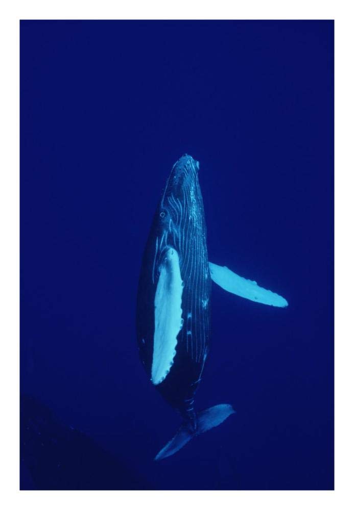 Humpback Whale curious calf, Maui, Hawaii-Paper Art-18x26”