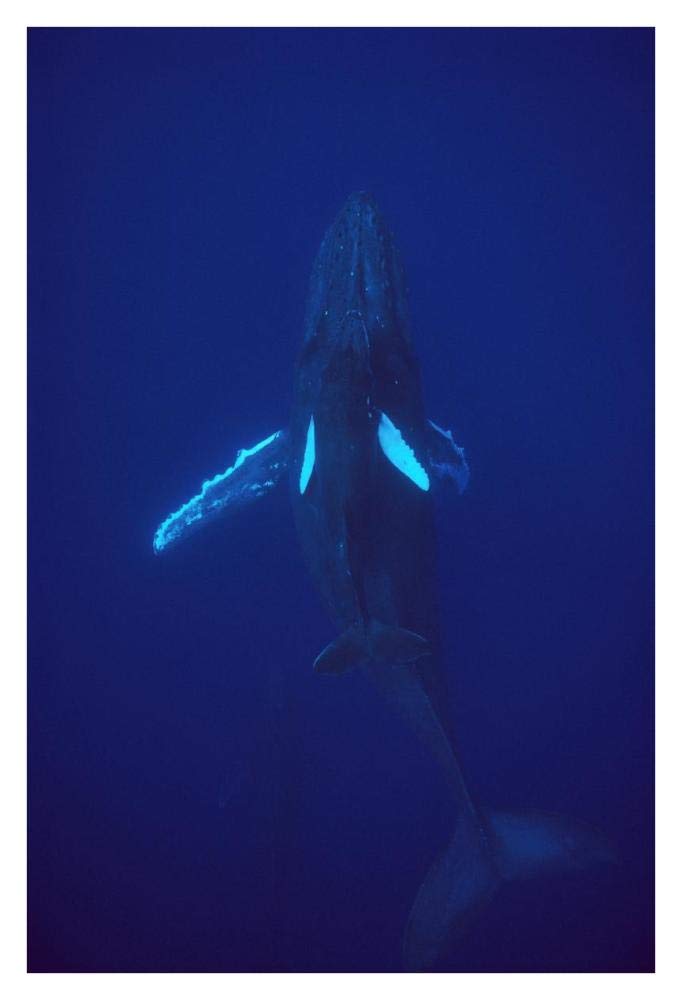 Humpback Whale calf riding the pressure wave created by its mother, Hawaii-Paper Art-26x38”