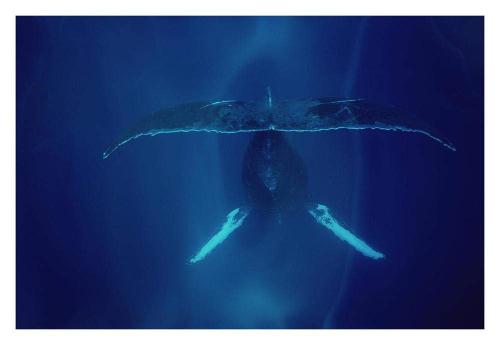 Humpback Whale singing, Maui-Paper Art-32x22”