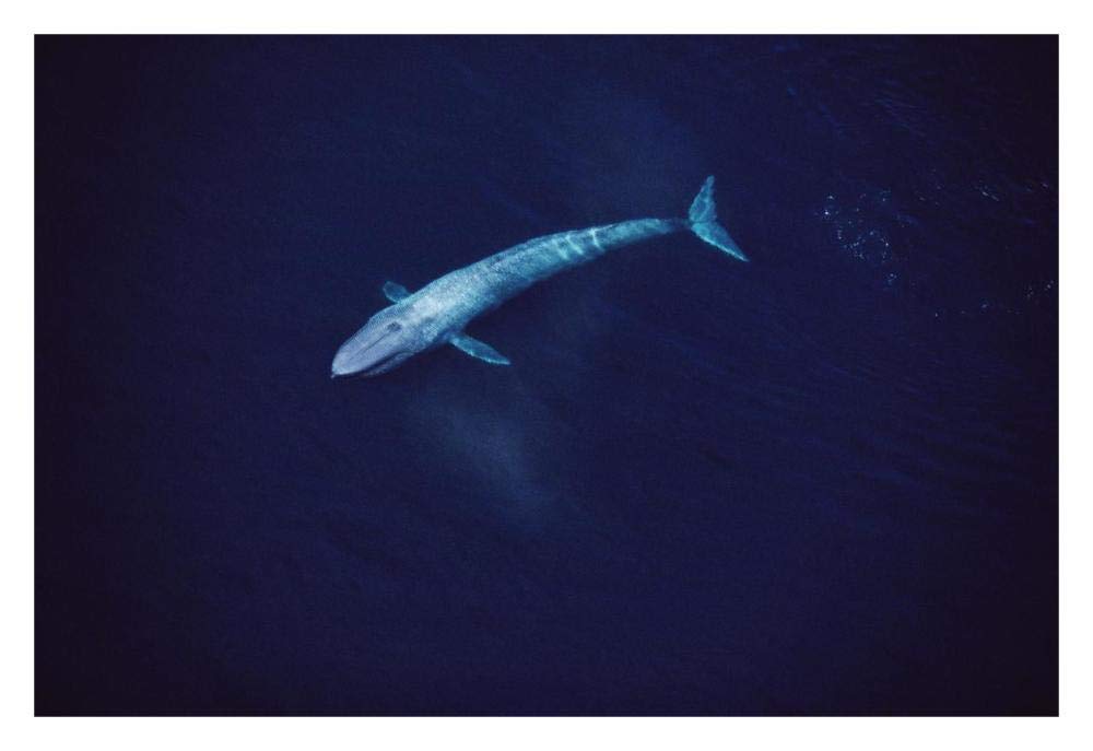 Blue Whale aerial view of an 80 foot individual, Sea of Cortez, Mexico-Paper Art-32x22”