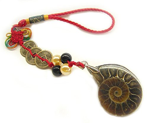 Snail Ammonite