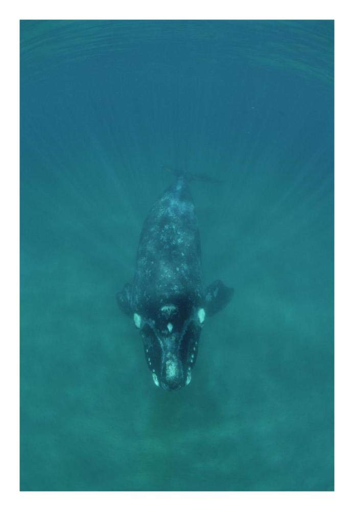 Southern Right Whale underwater, Peninsula Valdez, Argentina-Paper Art-18x26”