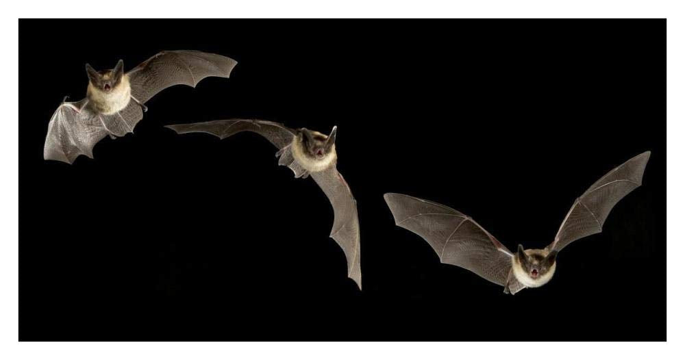 Western Long-eared Myotis trio flying showing acrobatic maneuvers, Deschutes National Forest, Oregon-Paper Art-38x20”
