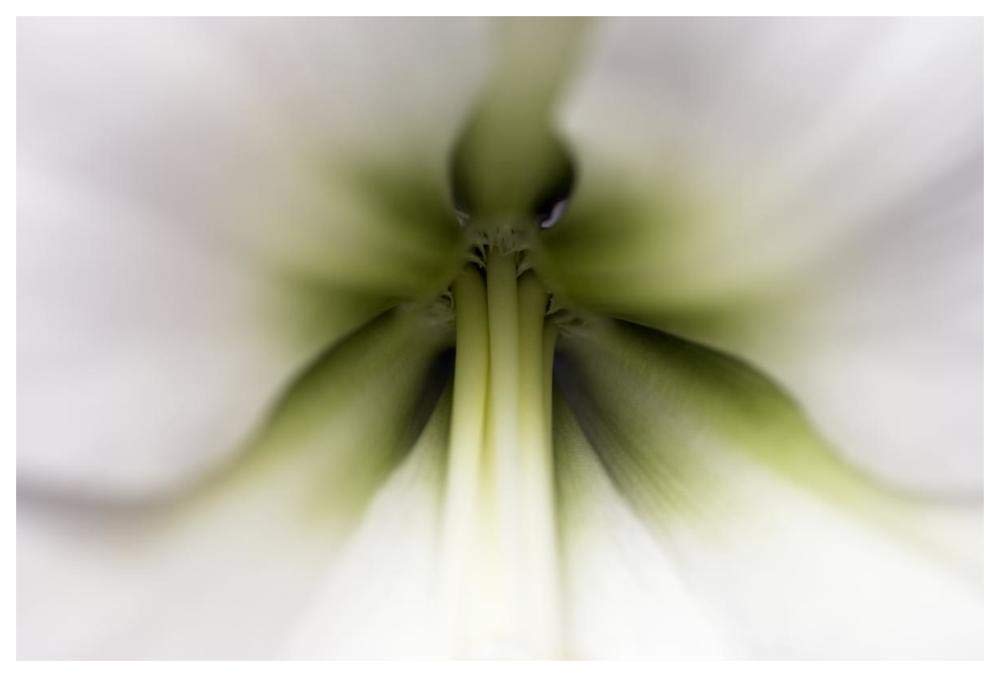 Amaryllis flower, Netherlands-Paper Art-62x42”