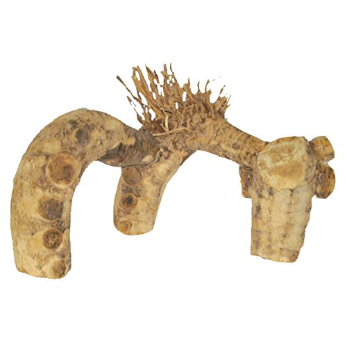 Medium Spider Root AE2111