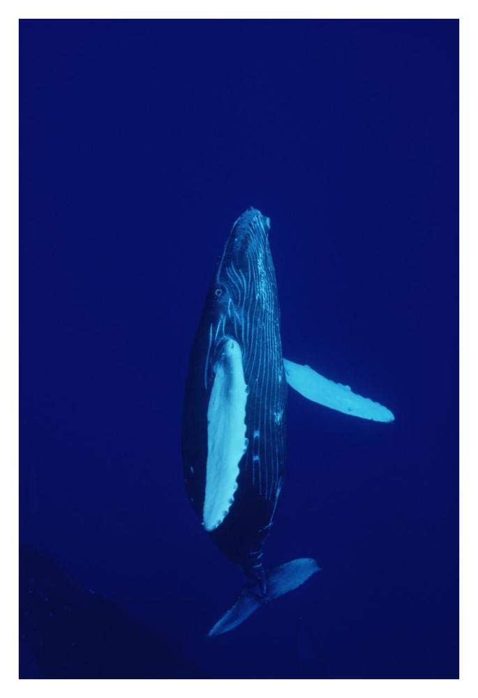 Humpback Whale curious calf, Maui, Hawaii-Paper Art-26x38”
