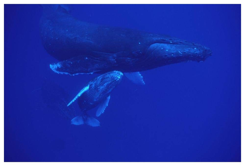 Humpback Whale friendly mother and calf followed by male escort, Maui, Hawaii-Paper Art-62x42”