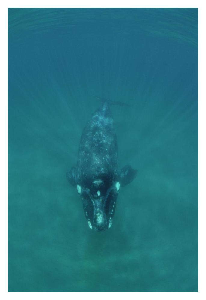 Southern Right Whale underwater, Peninsula Valdez, Argentina-Paper Art-14x20”