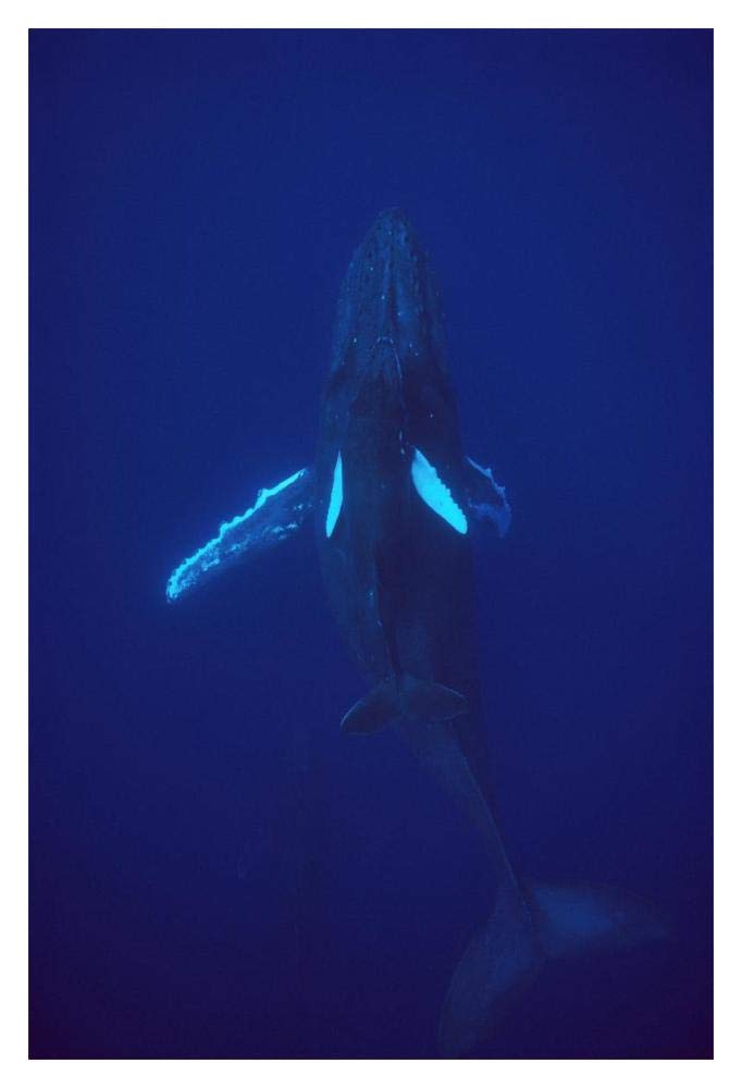 Humpback Whale calf riding the pressure wave created by its mother, Hawaii-Paper Art-14x20”