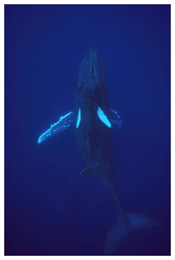 Humpback Whale calf riding the pressure wave created by its mother, Hawaii-Paper Art-42x62”