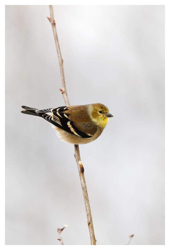 American Goldfinch, Canada-Paper Art-34x50”