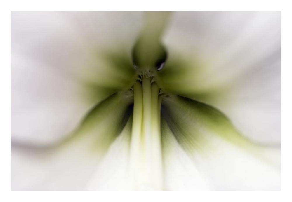 Amaryllis flower, Netherlands-Paper Art-26x18”