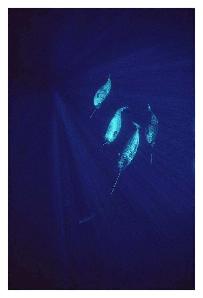 Narwhal pod underwater-Paper Art-26x38”