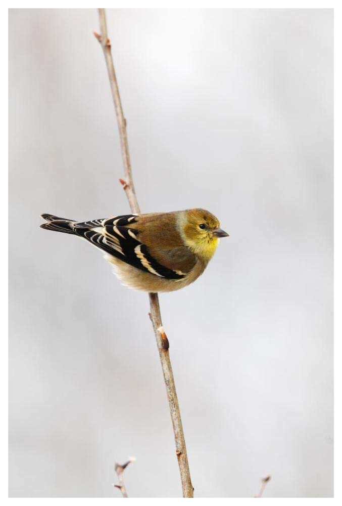 American Goldfinch, Canada-Paper Art-42x62”