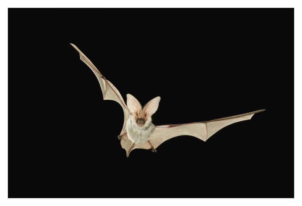 Spotted Bat flying at night near the edge of the Grand Canyon, Kaibab National Forest, Arizona-Paper Art-20x14”
