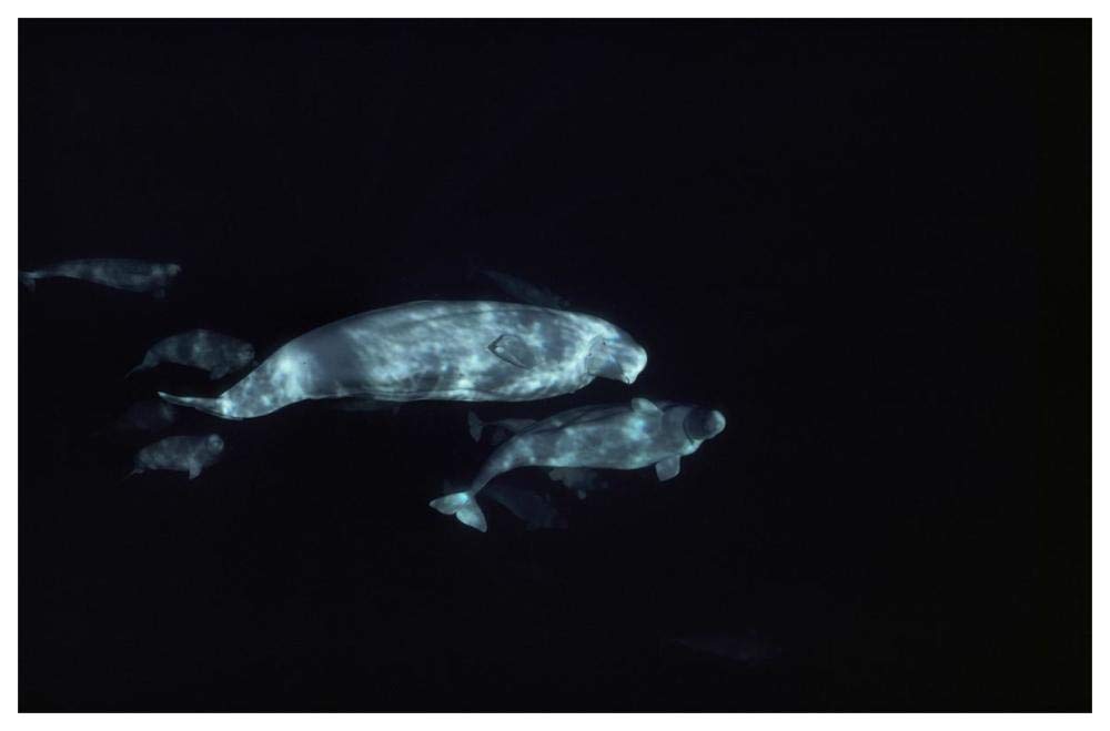 Beluga group underwater-Paper Art-62x42”