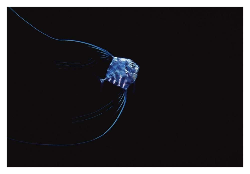 Pompano juvenile off of Manualita Island, Cocos Island, Costa Rica-Paper Art-38x26”