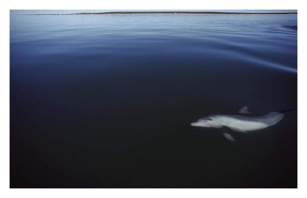 Bottlenose Dolphin swimming underwater, Australia-Paper Art-32x20.6”
