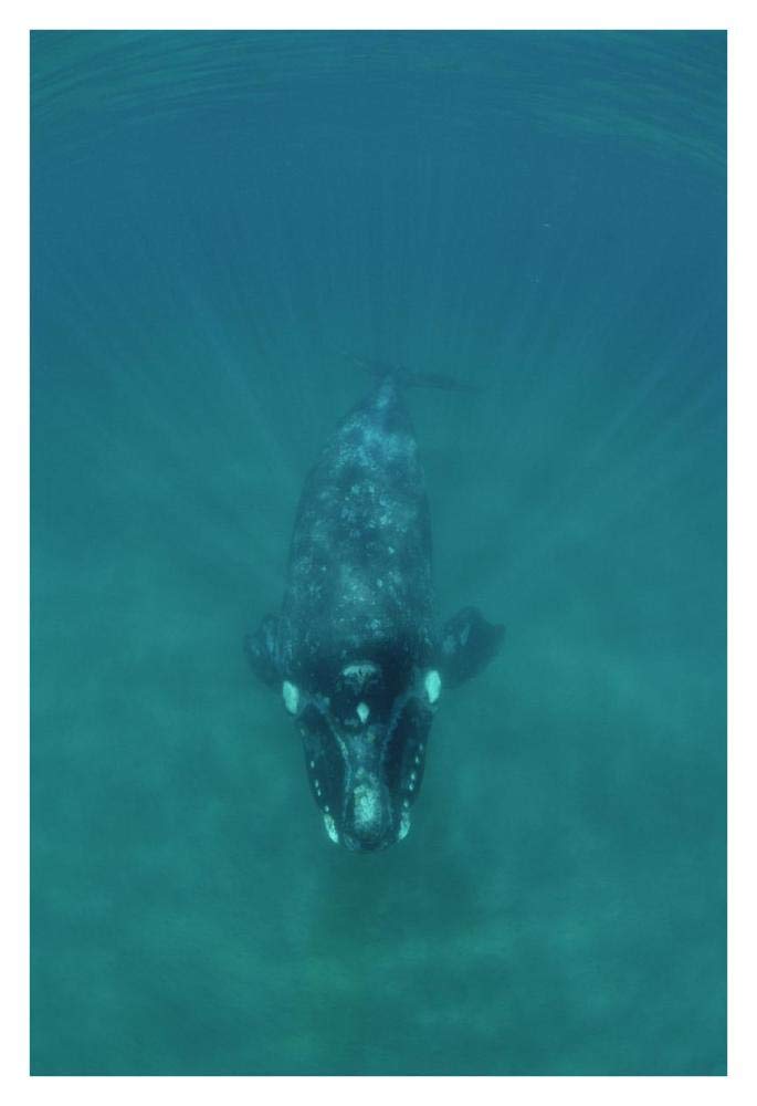 Southern Right Whale underwater, Peninsula Valdez, Argentina-Paper Art-26x38”