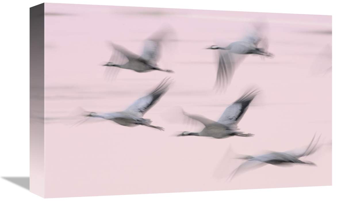 Common Cranes in flight, Lake Hornborga, Sweden-Canvas Art-18x12”