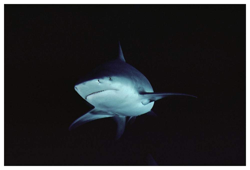 Bull Shark underwater portrait, North America-Paper Art-62x42”