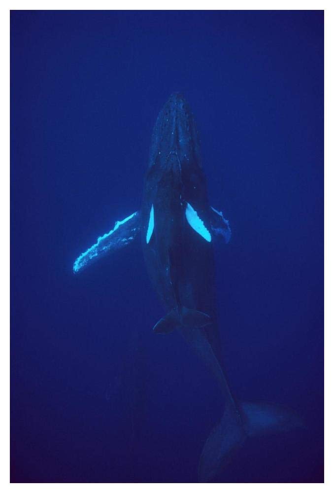 Humpback Whale calf riding the pressure wave created by its mother, Hawaii-Paper Art-34x50”
