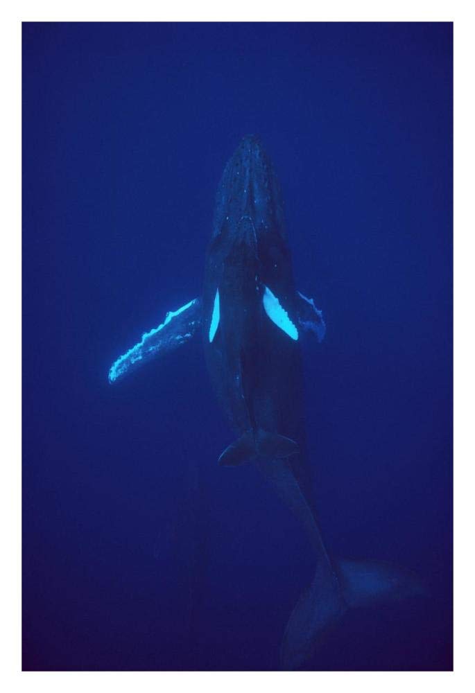 Humpback Whale calf riding the pressure wave created by its mother, Hawaii-Paper Art-22x32”