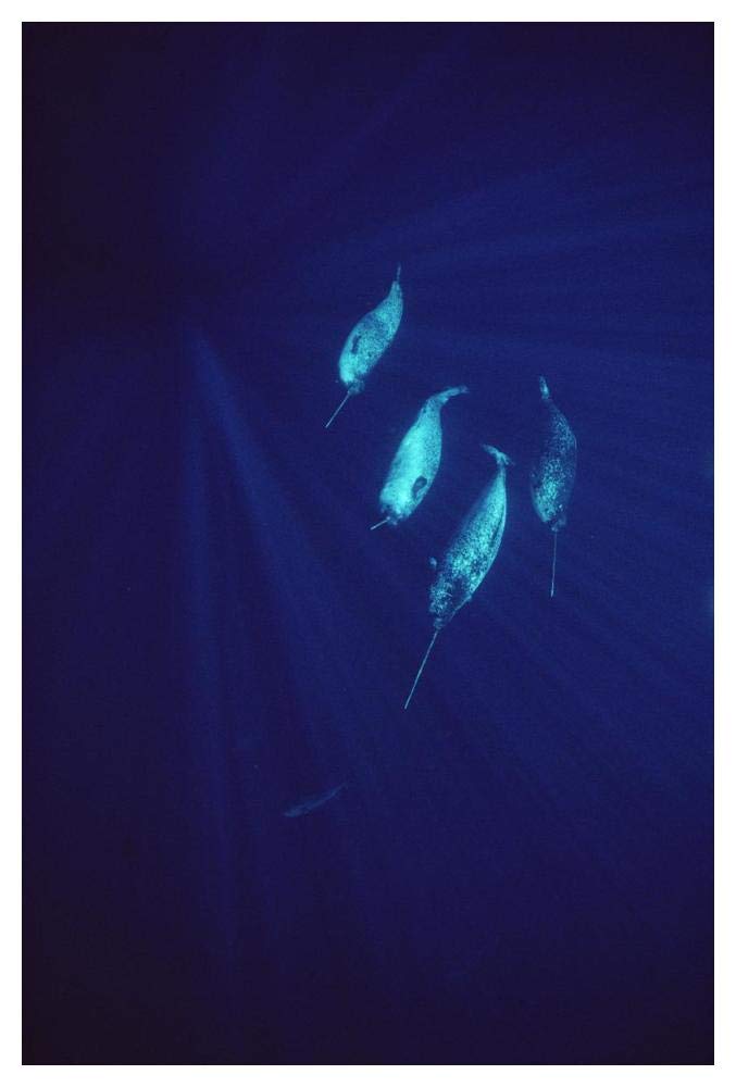Narwhal pod underwater-Paper Art-34x50”
