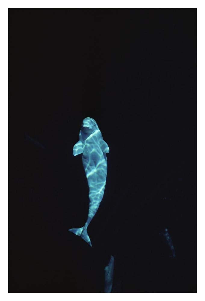 Beluga whale portrait at 200 ft depth, Lancaster Sound, Nunavut, Canada-Paper Art-26x38”