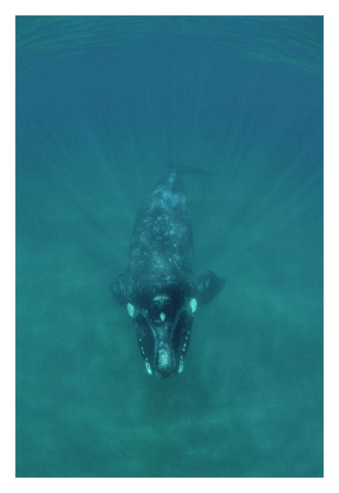 Southern Right Whale underwater, Peninsula Valdez, Argentina-Paper Art-22x32”