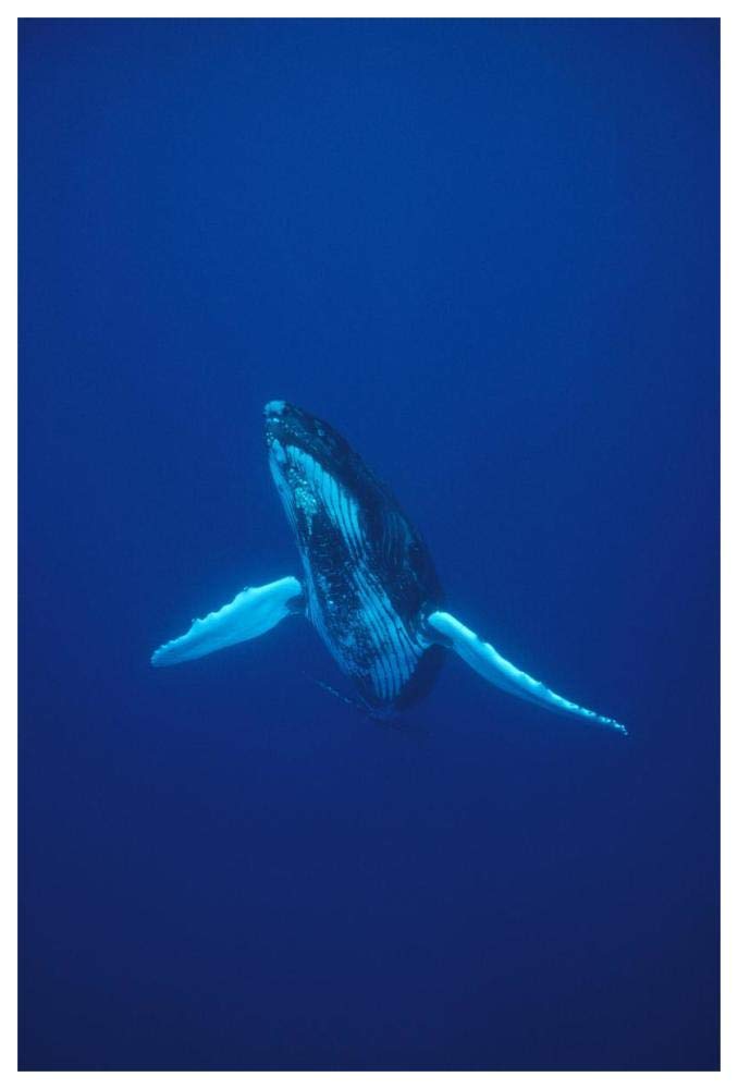 Humpback Whale underwater portrait, Kona coast, Hawaii-Paper Art-42x62”