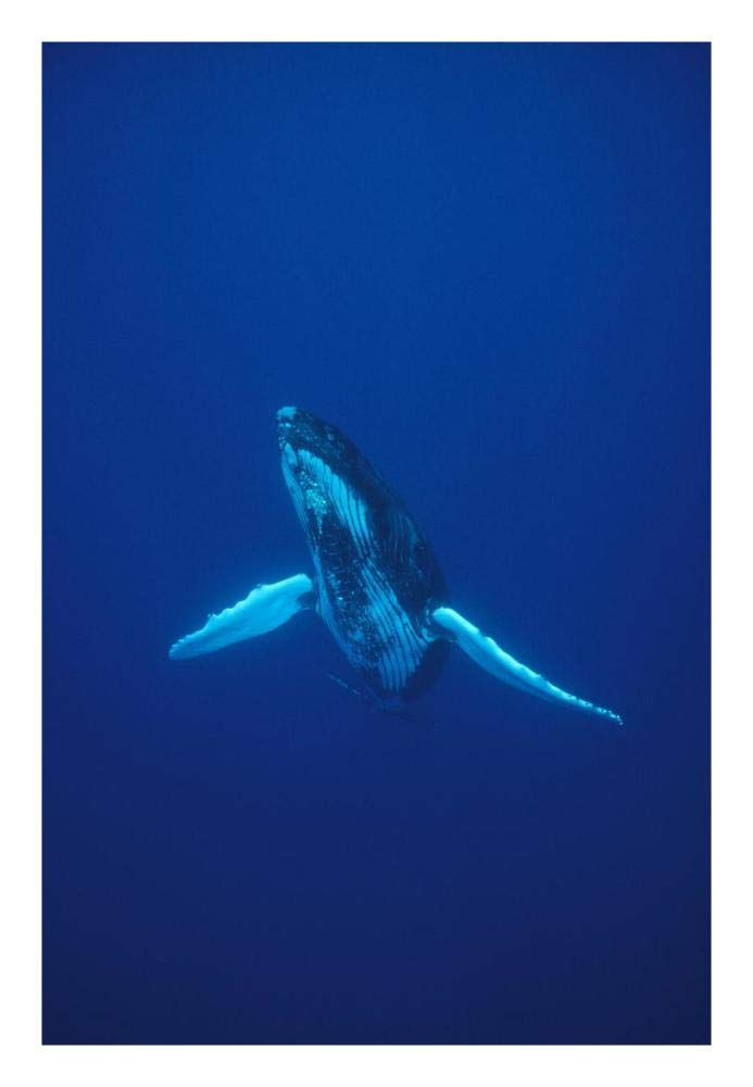 Humpback Whale underwater portrait, Kona coast, Hawaii-Paper Art-18x26”