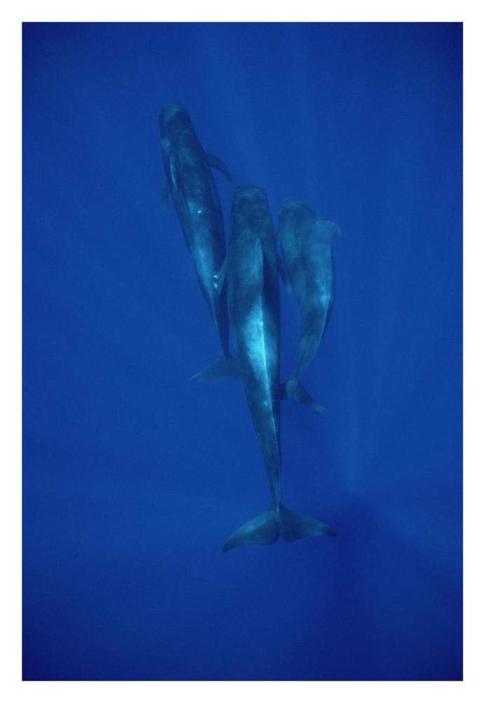 Short-finned Pilot Whale trio underwater, Hawaii-Paper Art-22x32”