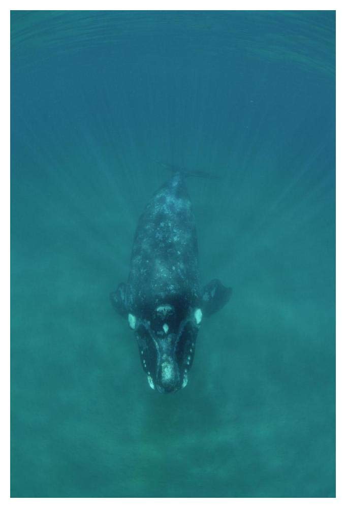 Southern Right Whale underwater, Peninsula Valdez, Argentina-Paper Art-34x50”