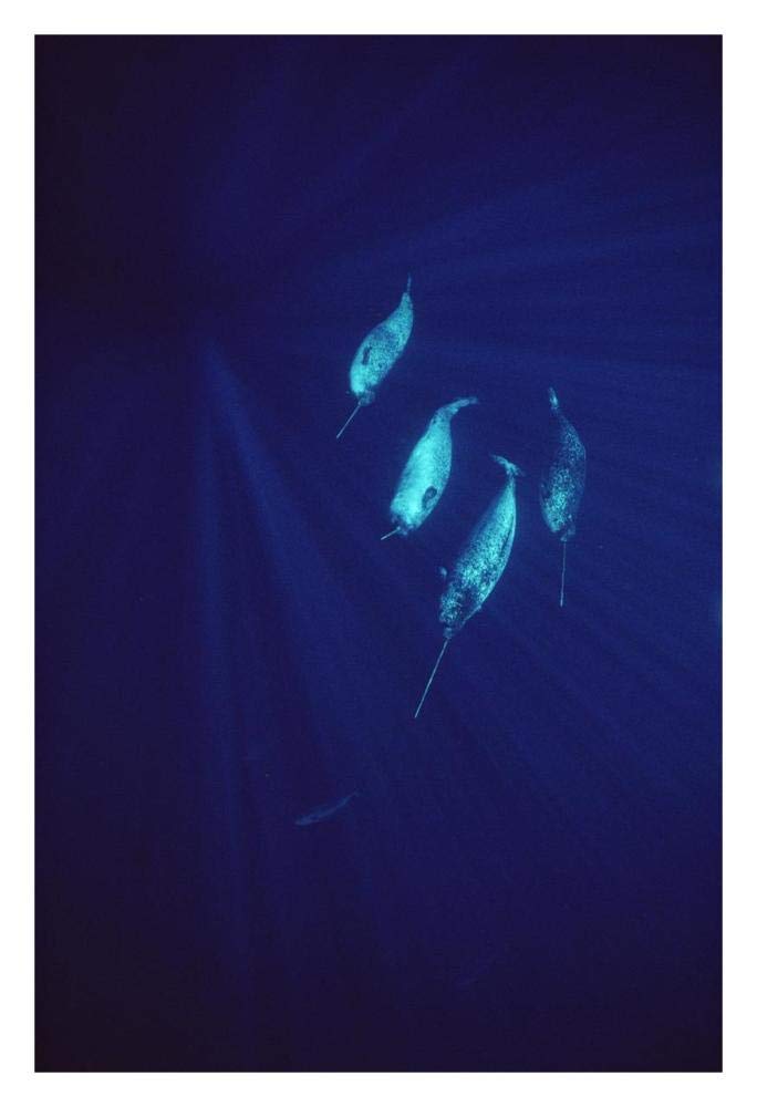 Narwhal pod underwater-Paper Art-22x32”