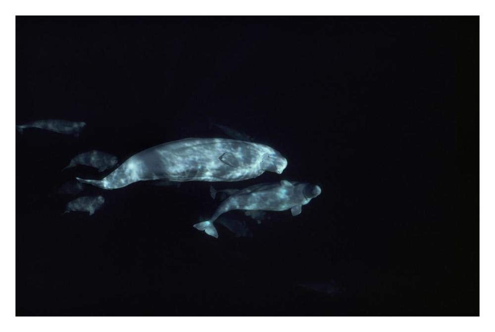 Beluga group underwater-Paper Art-32x22”