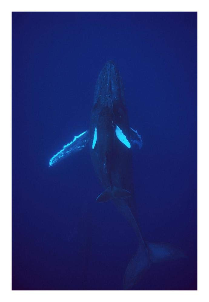 Humpback Whale calf riding the pressure wave created by its mother, Hawaii-Paper Art-18x26”