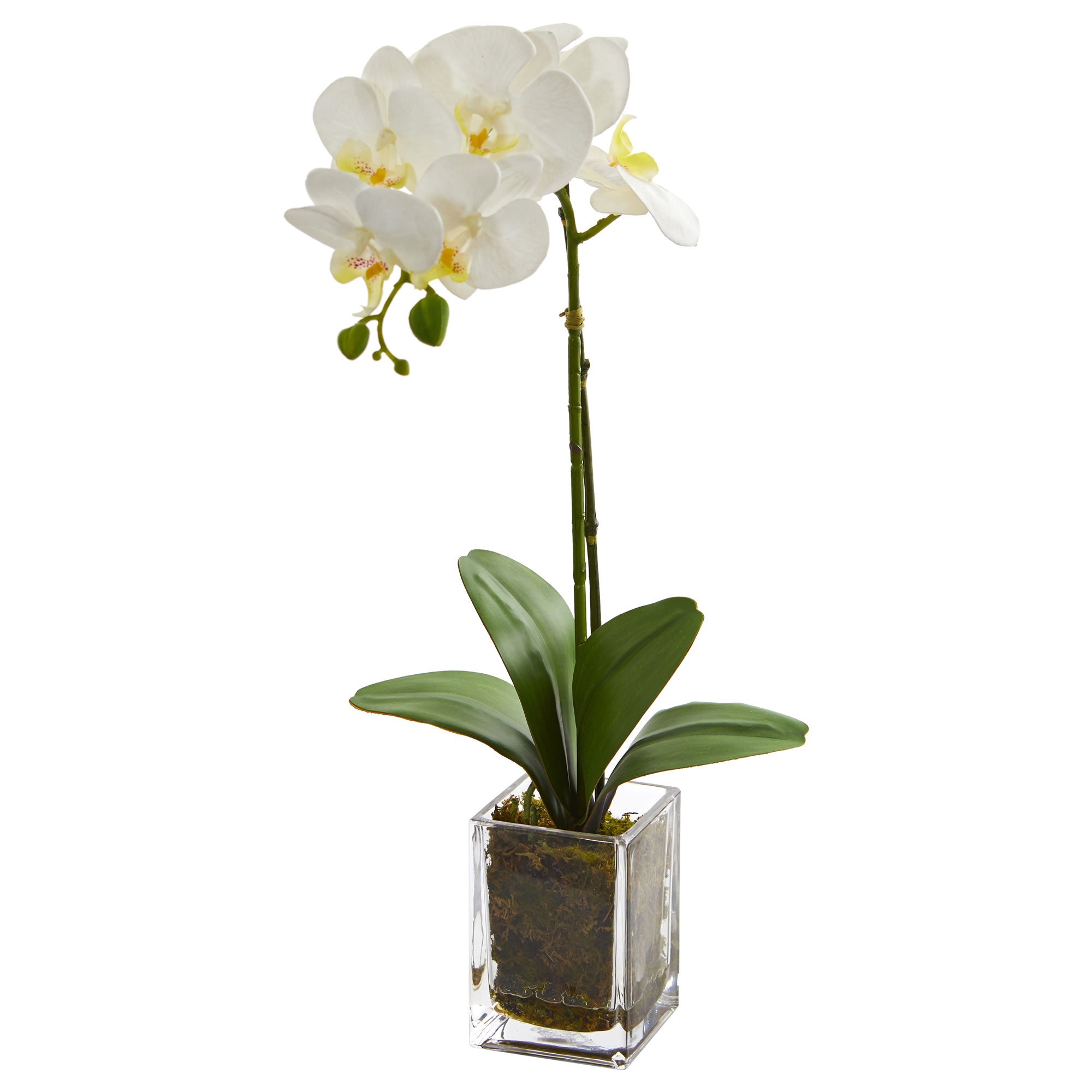 24 Orchid Phalaenopsis Artificial Arrangement in Vase