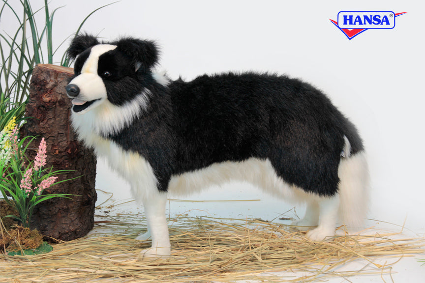 Border Collie Stnd 33''L