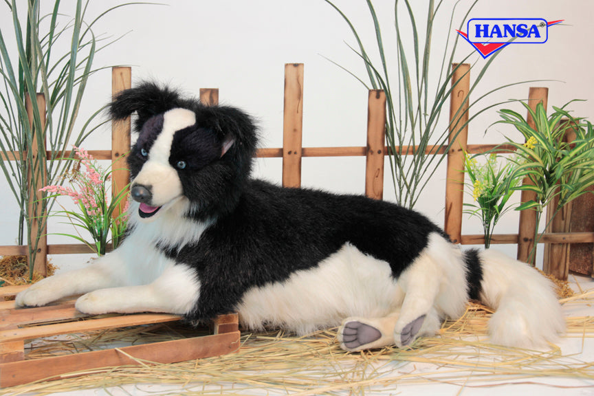Border Collie Laying 34''L