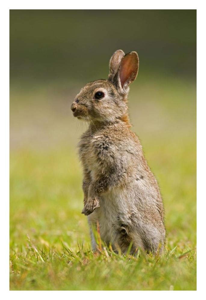 European Rabbit juvenile standing upright, Veenklooster, Friesland, Netherlands-Paper Art-22x32”