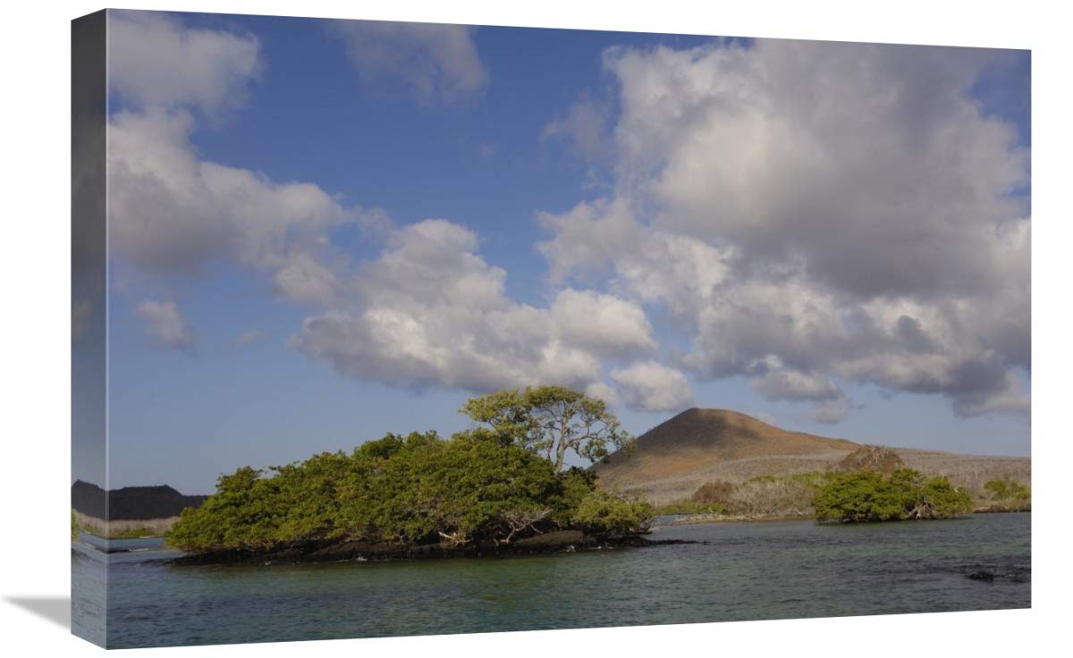 Palo Santo trees, Mangroves and cinder cone, Galapagos Islands, Ecuador-Canvas Art-24x16”