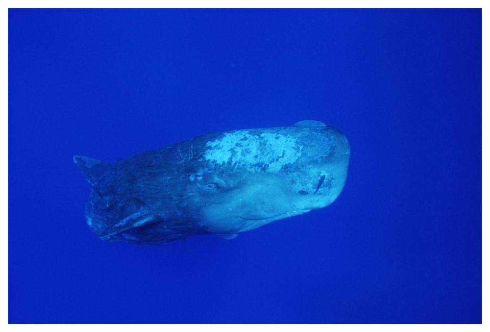 Sperm Whale with Remoras-Paper Art-62x42”