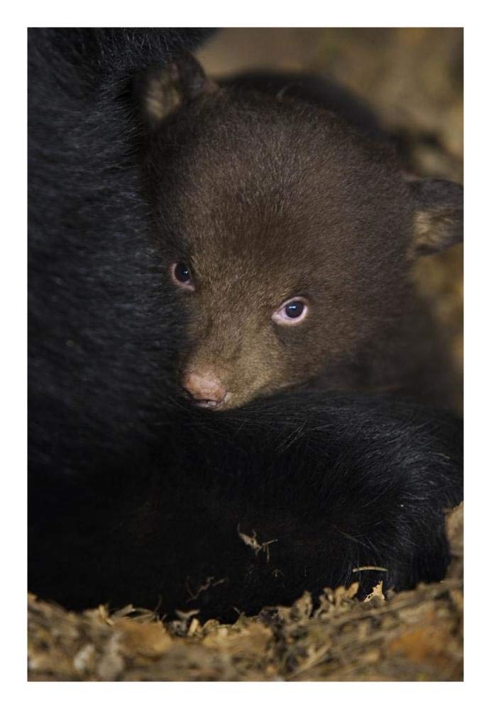 Black Bear 7 week old cub in den-Paper Art-18x26”