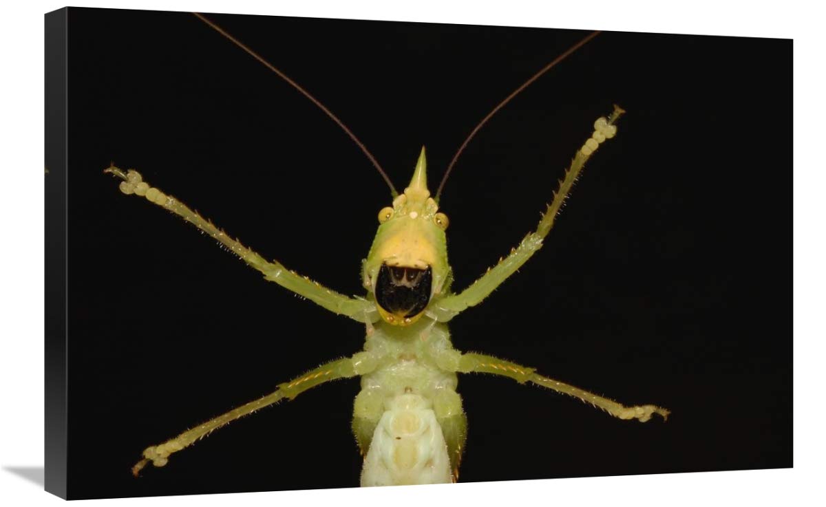 Katydid close-up of underside, Ecuador-Canvas Art-30x20”