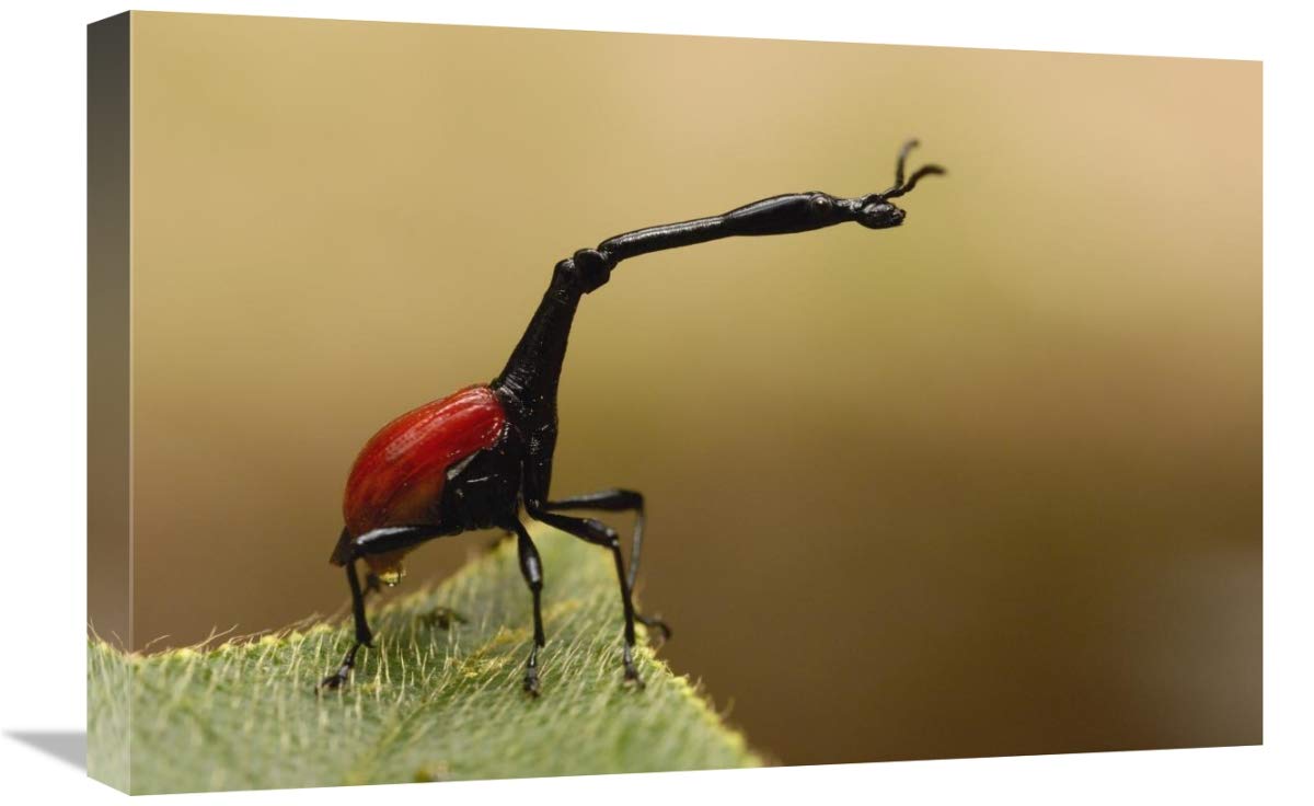 Giraffe Weevil, Analamazoatra Special Reserve or Perinet, Madagascar-Canvas Art-24x16”