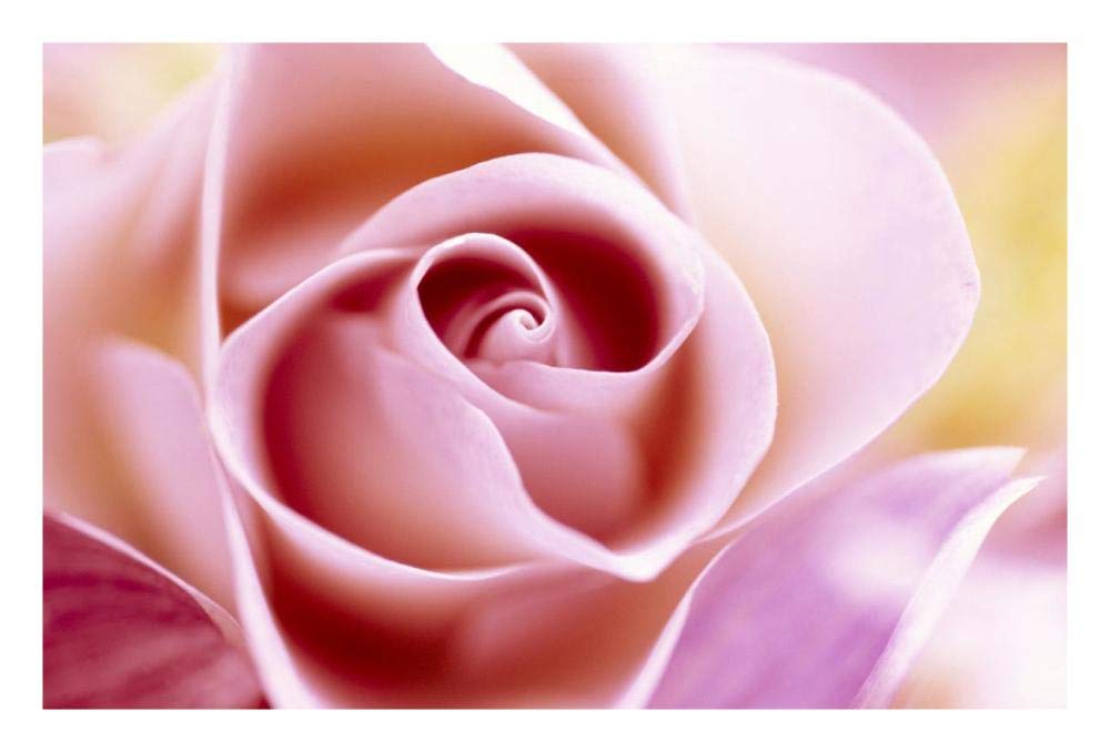 Rose close up of pink flower in a bouquet, North America and Europe-Paper Art-26x18”